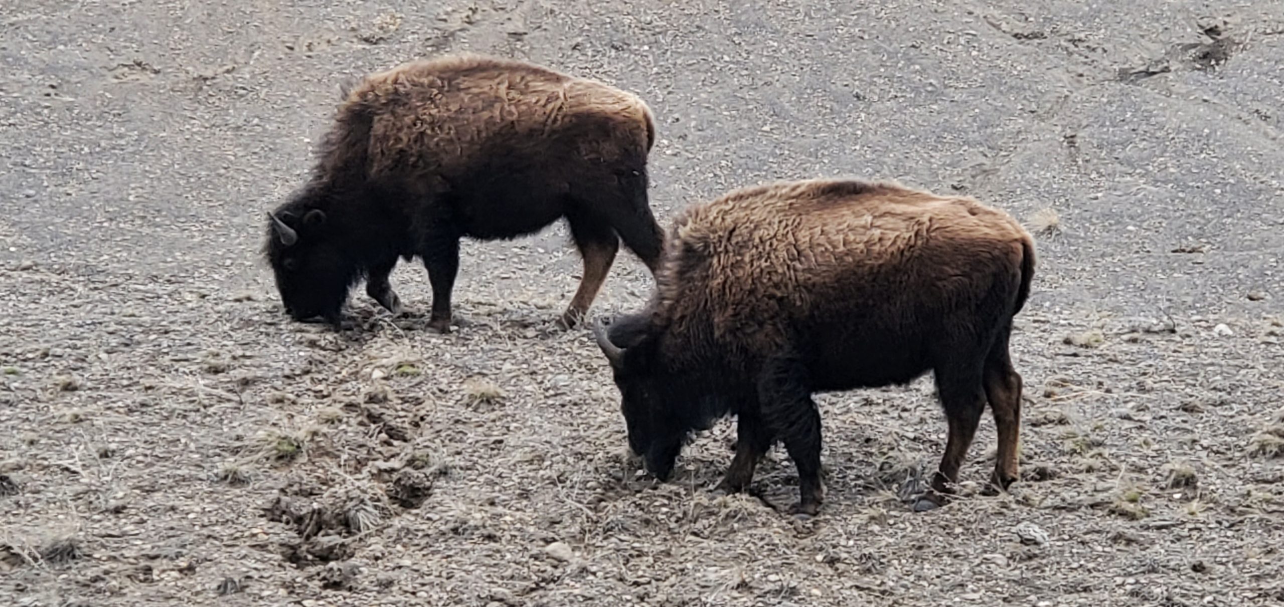 Bison near West Yellowstone Montana